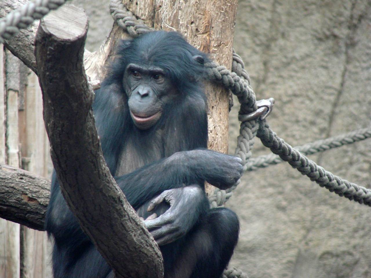 Fotografía de Ulindi, ejemplar hembra de bonobo secuenciado, en el zoológico de Leipzig, Alemania