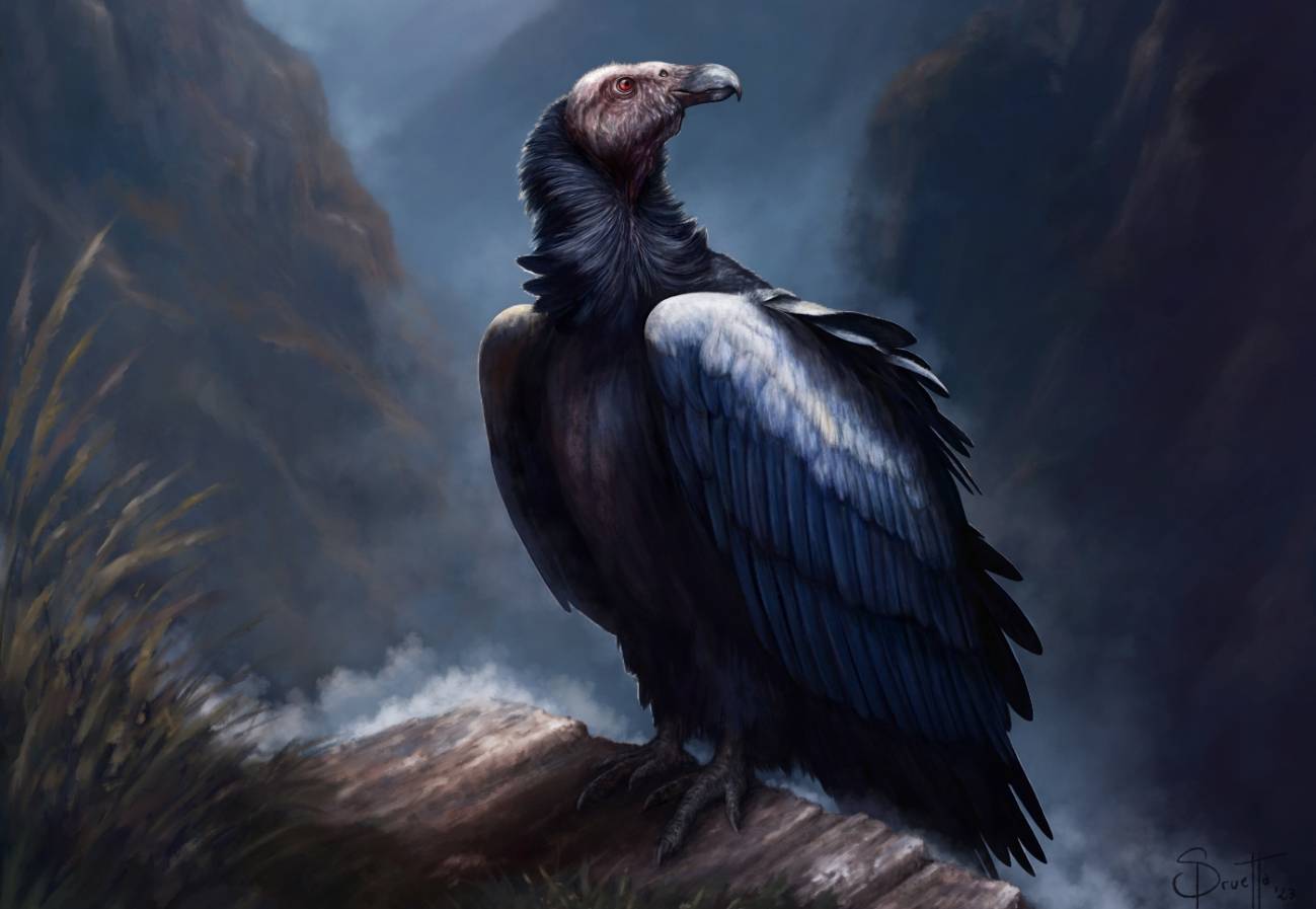 Vultur Messii