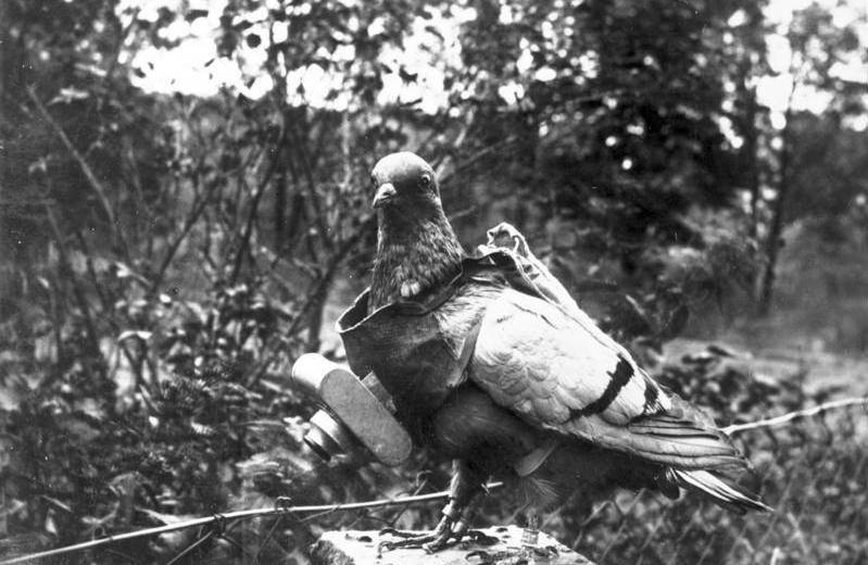 Julius Neubronner consiguió imágenes a vista de pájaro mediante el uso de pequeñas cámaras fotográficas acopladas al cuerpo de palomas mensajeras. / Wikipedia