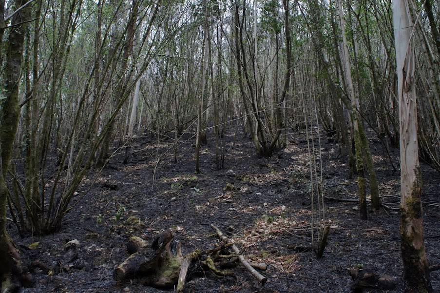 Avellanos entre eucaliptos tras el incendio en Fragas do Eume
