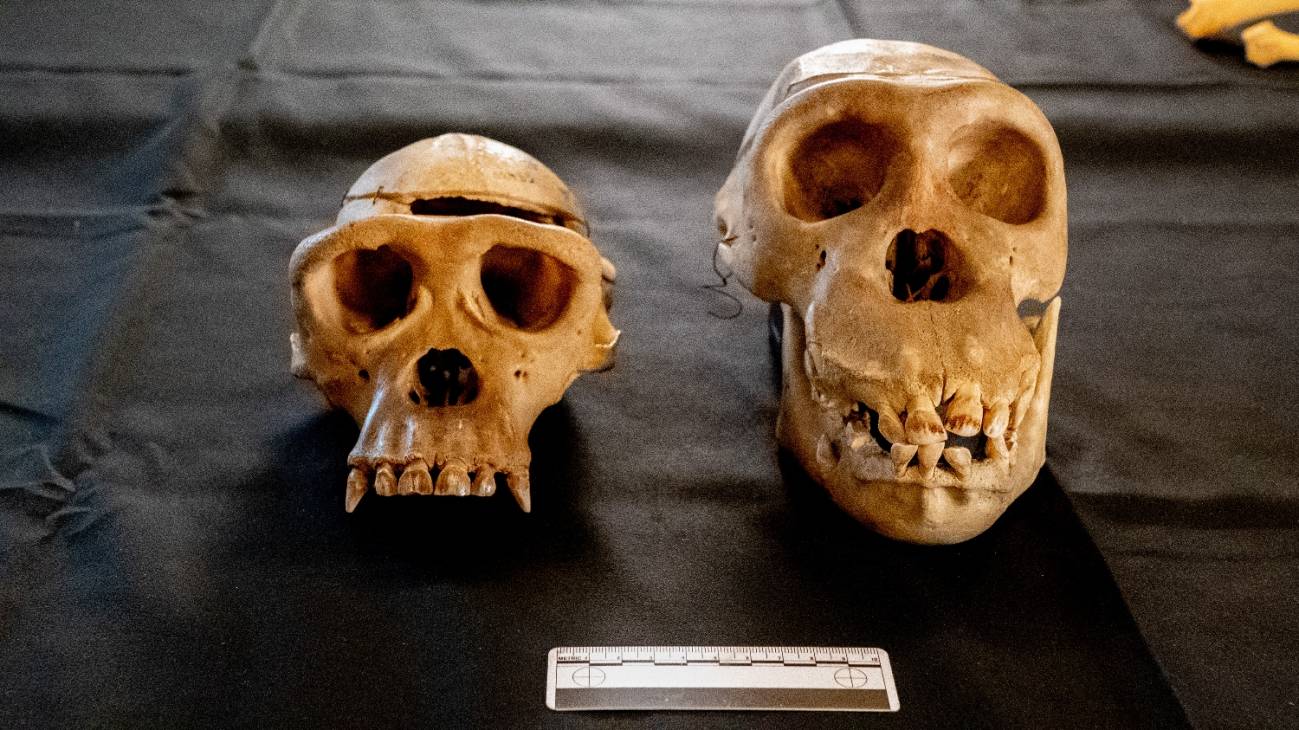 Cráneos de chimpancés
