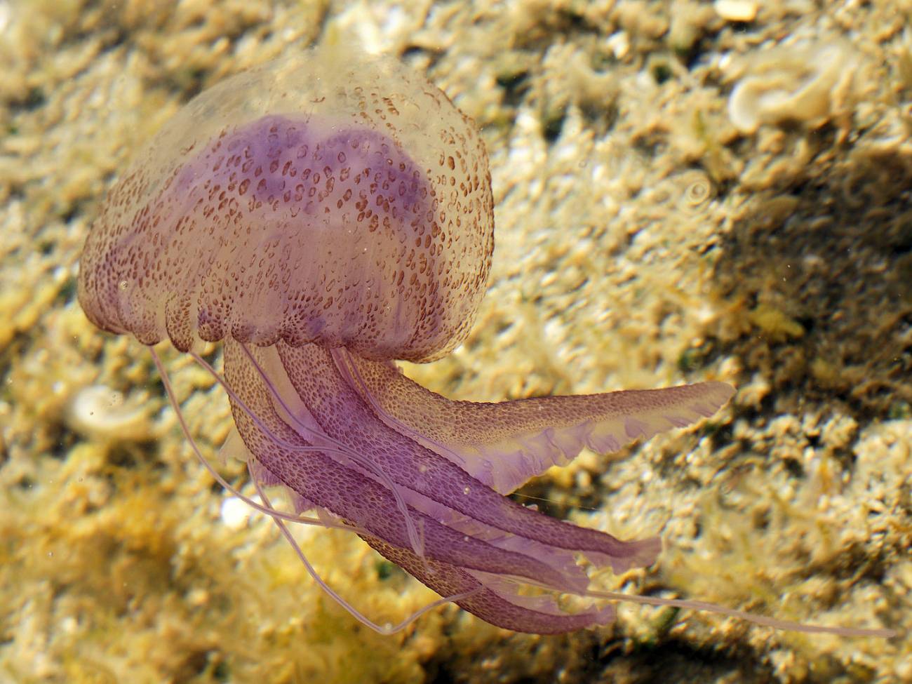 Medusa luminiscente (Pelagia noctiluca)