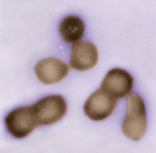 Células de Mycoplasma mycoides JCVI-syn1.0