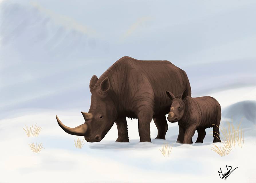 Ilustración de dos rinocerontes lanudos expuesta en el I Encuentro de Paleoarte. / Marco Ansón.