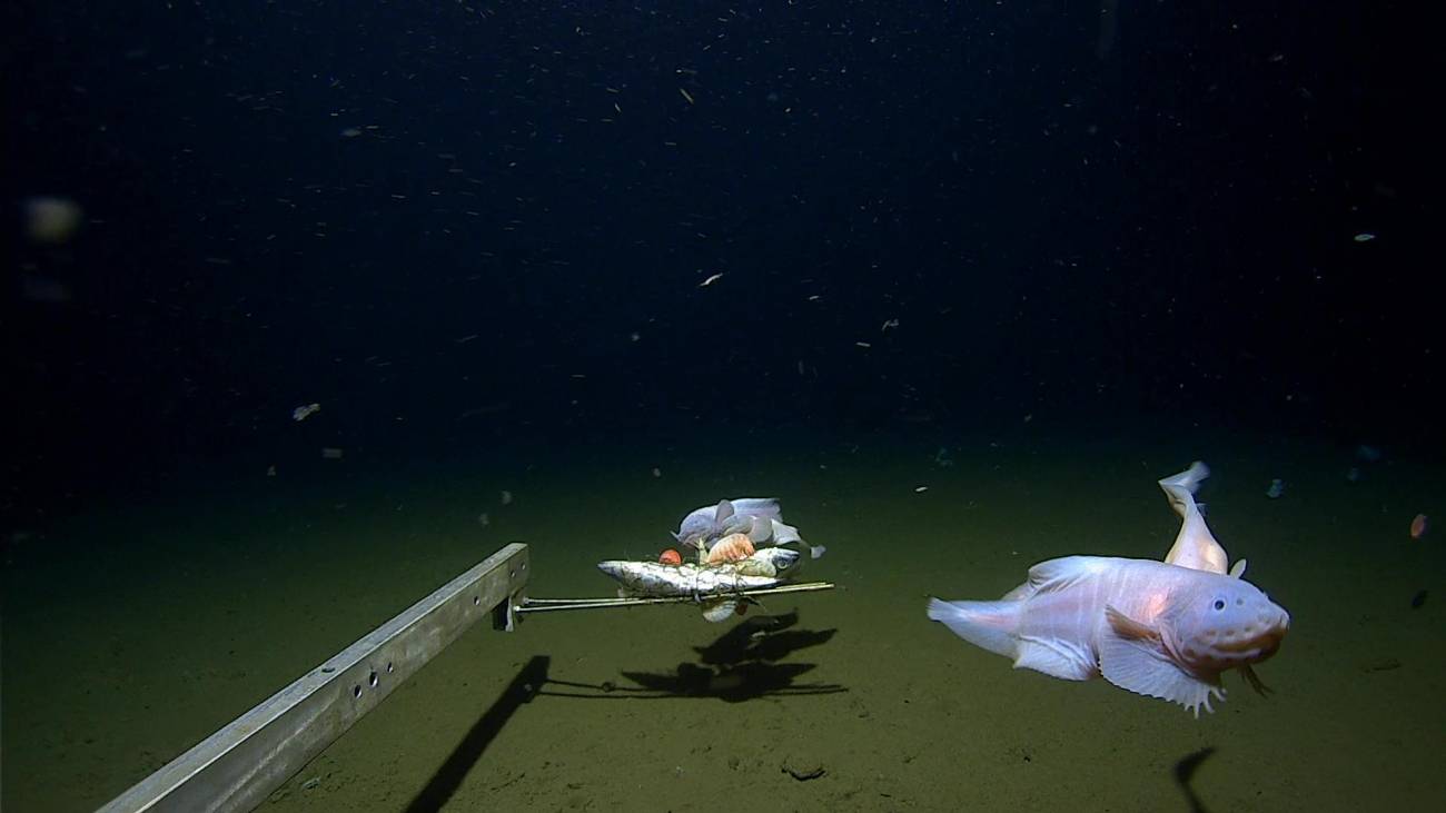 Dos ejemplares de pez caracol, llamados Pseudoliparis belyaevi, capturados a 8.022 metros