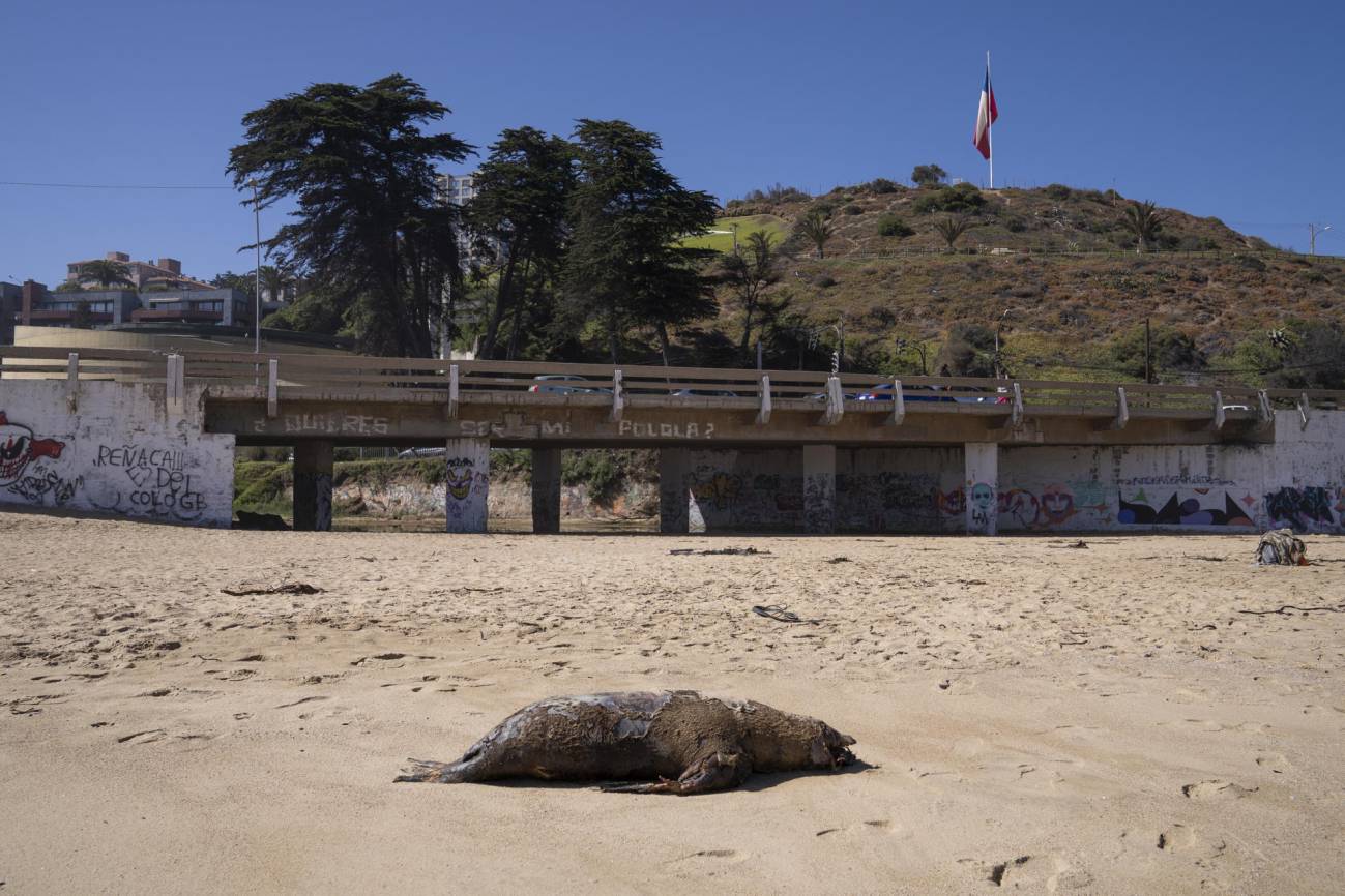 Fotografía de un lobo marino muerto en la playa de Reñaca (Chile)