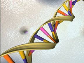 ADN de doble hélice.
