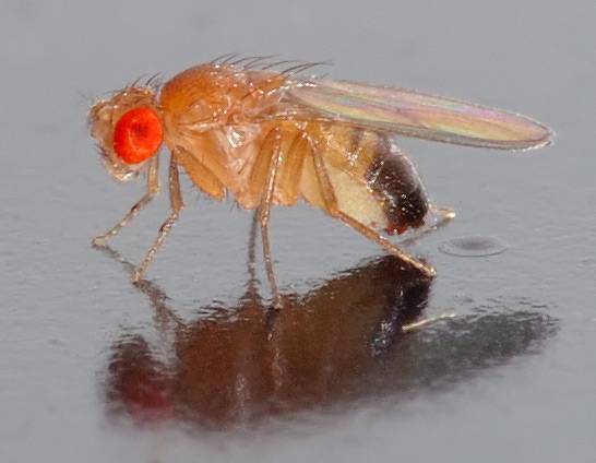 Drosophila melanogaster . Foto: André Karwath.