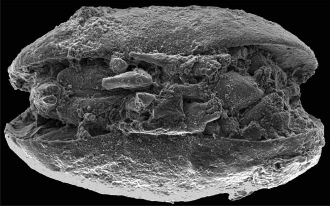 Figura del fósil de ostrácodo procedente de los Valles Secos.