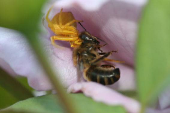 Una araña cangrejo real, devorando a una abeja. Foto: SINC.