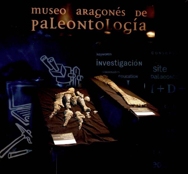 Radio y pie completo del dinosaurio Tastavinsaurus sanzi hallado en la localidad turolense de El Castellar por los paleontólogos de la Fundación Dinópolis (FCPTD)