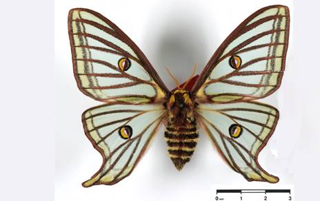 Graellsia isabellae, mariposa  descubierta en la Sierra de Guadarrama, en 1849, por Mariano de la Paz Graells./MNCN 