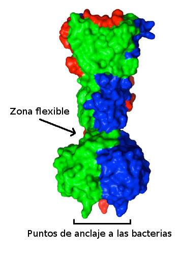 Dibujo de las proteínas de anclaje