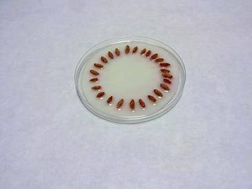 Semillas colocadas en la placa Petri. 