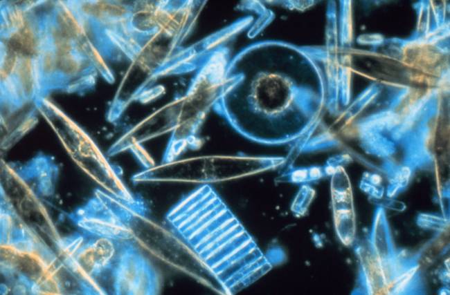 Diatomeas marinas al microscopio. / Wikipedia