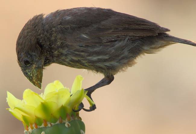 La escasez de plantas e insectos obliga a las aves a ampliar su dieta para sobrevivir