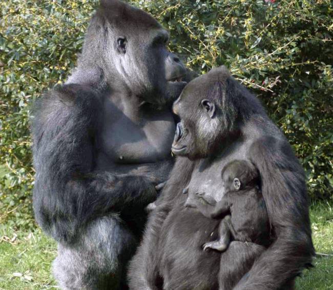 Familia de gorilas. / Erik Jager