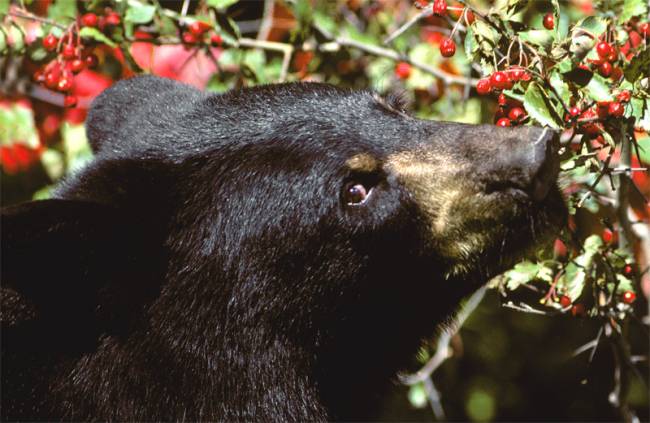Oso negro comiendo bayas. / Wikipedia