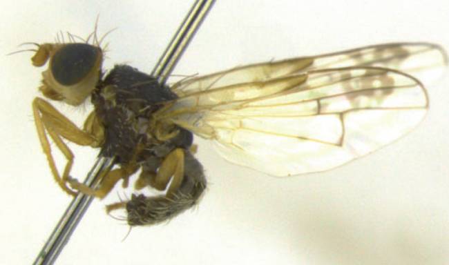 'Acanthiophilus minor', una de las tres nuevas especies de moscas de la fruta