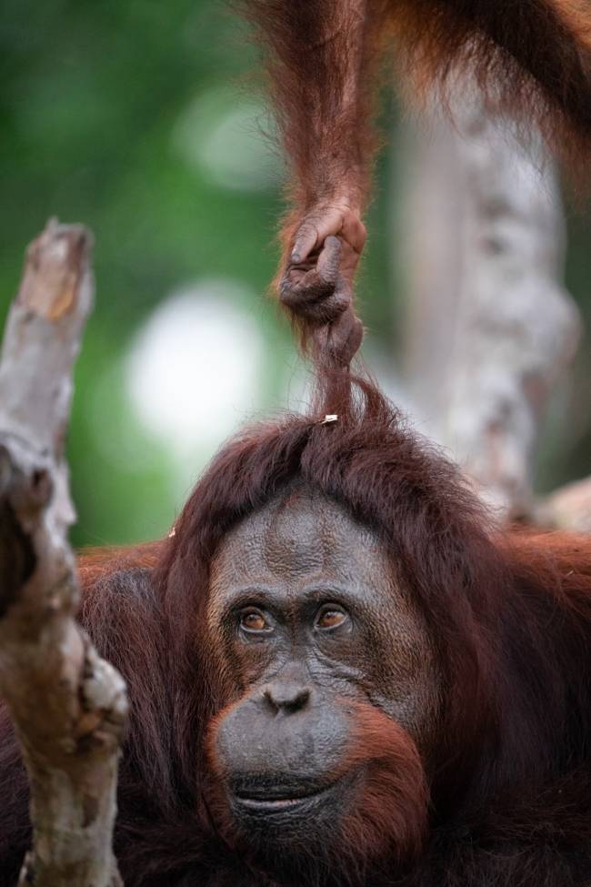 Orangután juvenil tirando del pelo de su madre. / Fundación BOS BPI