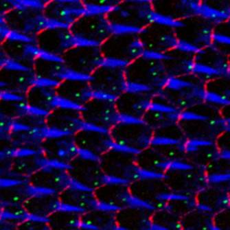 Células epiteliales de Drosophila