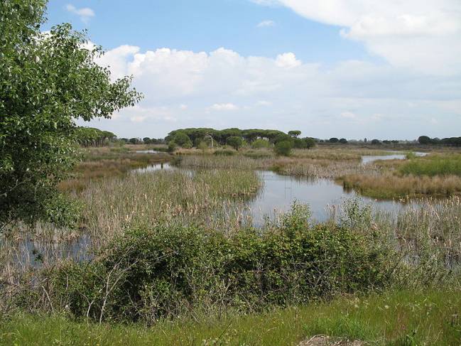 Analizan el poyo social a la gestión de especies invasoras en Doñana
