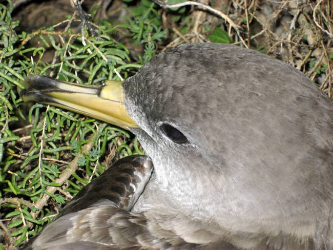 Ejemplar de pardela cenicienta en el entorno de las Islas Columbretes