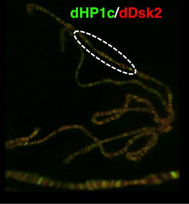 Es la primera vez que se detecta la presencia de dDsk2 en relación a la cromatina. En la imagen, cromosomas gigantes (politénicos) de Drosophila donde se ha visualizado la proteína. (R Kessler, IRB Barcelona)