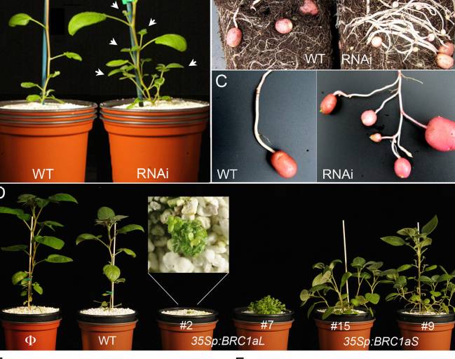 Plantas con la expresión de BRC1a modificada para producir más o menos ramificaciones