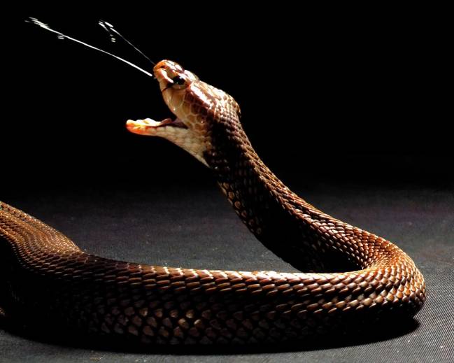 Cobra escupidora