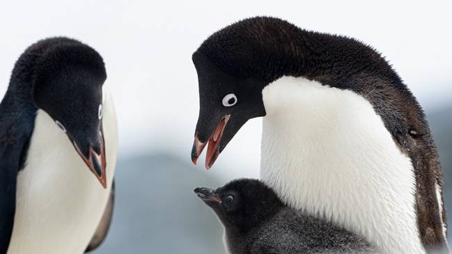 Dos pingüinos adultos y una cría