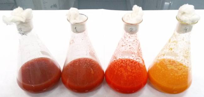 Efecto del nitrógeno sobre la producción de carotenoides en un mutante superproductor. De izquierda a derecha, cada matraz duplica el contenido en nitrógeno respecto al anterior. Cuanto más nitrógeno tiene el cultivo, menor es la pigmentación y la cantidad de carotenoides. / Fundación Descubre