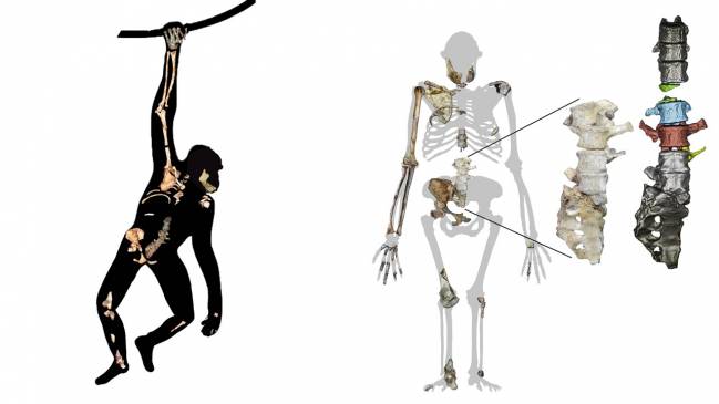 Representación artística del esqueleto de Australopithecus sediba