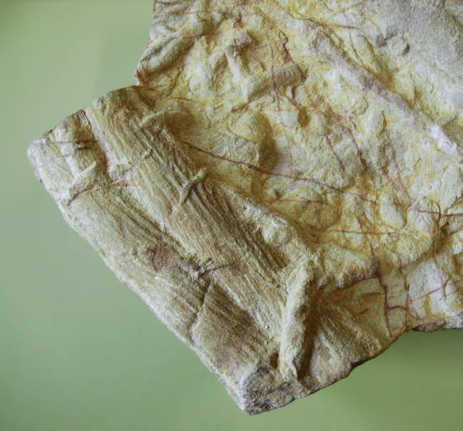 Rastros fósiles de trilobites. Imagen: Wikipedia