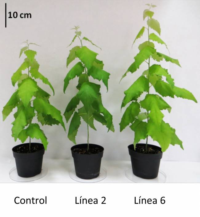 En la imagen se puede apreciar las diferencias de tamaño obtenidas en las plantas tratadas frente a la de control