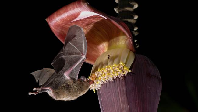 Un murciélago se alimenta del néctar 