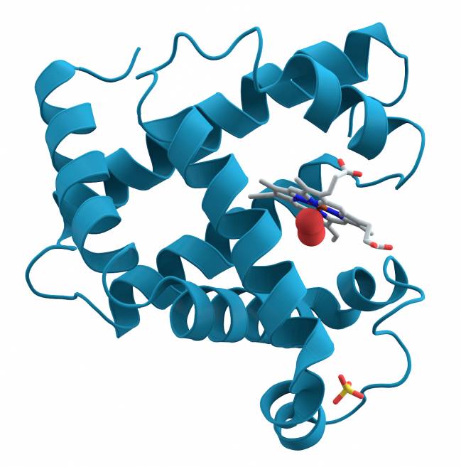 Modelo que muestra las hélices alfa de la cadena polipeptídica de la mioglobina, un tipo de proteína. / Splette.