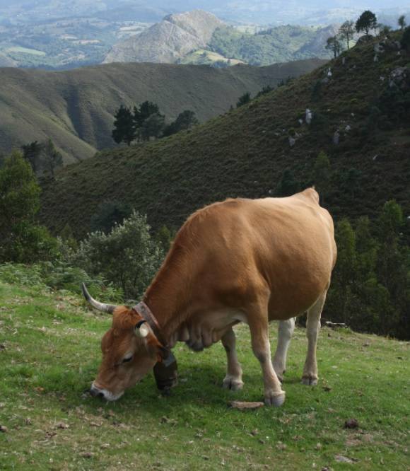 Científicos de Galicia y de León ven claras diferencias entre la alimentación ecológica, convencional basada en piensos y convencional basada en pastoreo