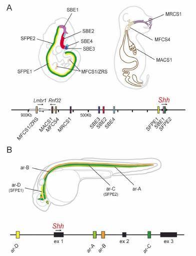 Esquema de la localización genómica de los estimuladores específicos del gen Shh en rata y pez cebra