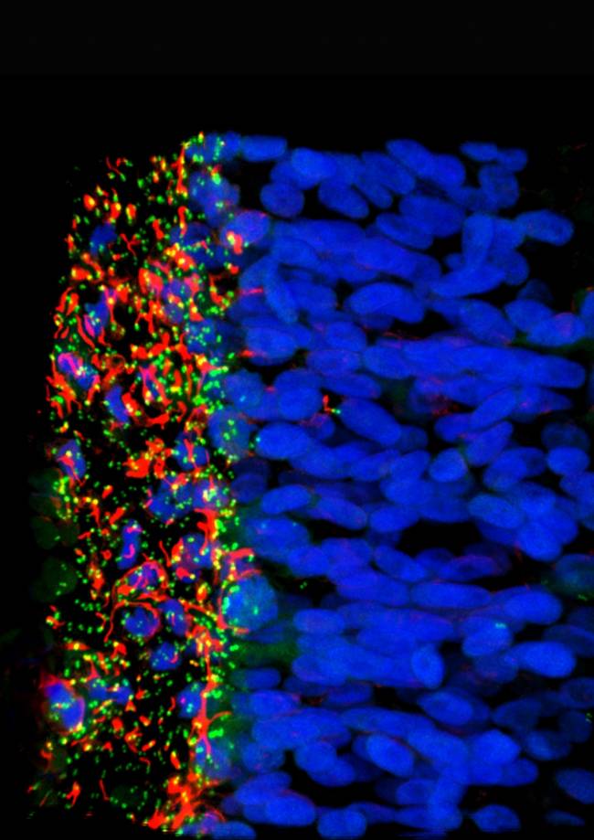 células madre neurales en un embrión