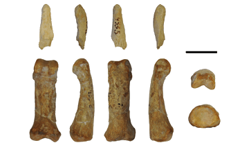 Restos del pulgar de un simio fósil de Castell de Barberà. 