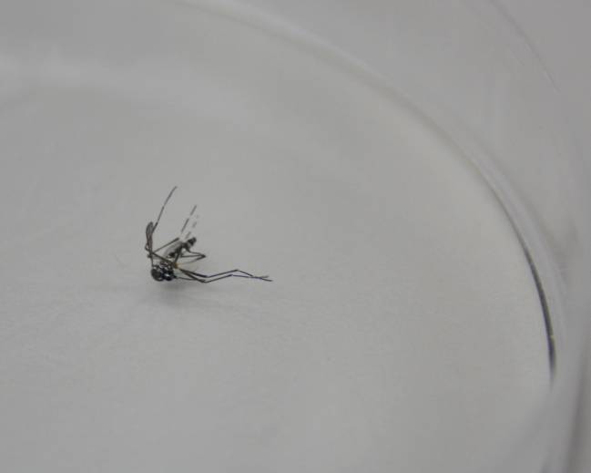 Ejemplar de mosquito tigre capturado por los investigadores de la UIB. Imagen:UIB.