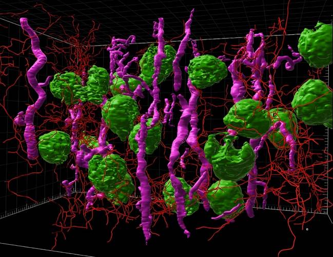 Imagen de microscopía de lámina de luz renderizada en 3D de corteza renal humana