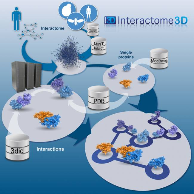 interactome 3D