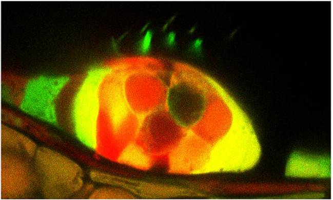Nuevas células ciliadas observadas mediante fluorescencia tras dañar el oído interno / CCS-UPF