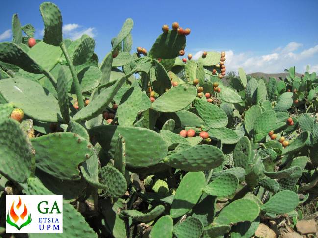 Detalle de cultivo de chumbera en Almería, en estado de fructificación. Fuente: Grupo de Agroenergética UPM