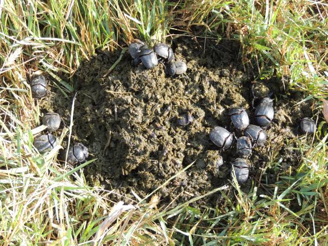 Estudio comparativo toxicidad de los antiparasitarios ivermectina y moxidectina sobre la población de escarabajos peloteros