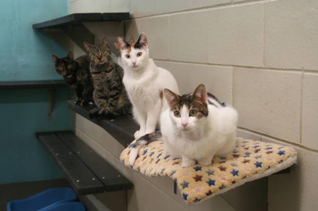 Imagen de cuatro gatas subidas a una mesa en un laboratorio