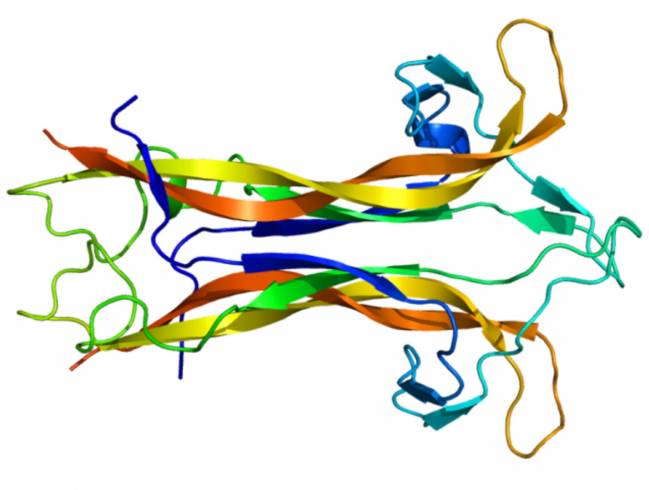 Estructura de la proteína BDNF