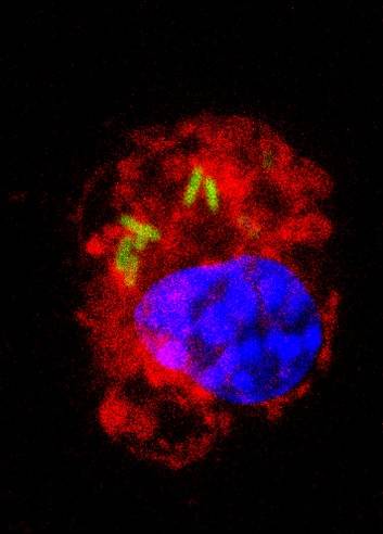 Los macrófagos también se convierten en el nicho biológico que algunas cepas bacterianas